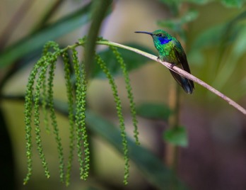 Jungle hummingbird